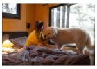 Pet-Friendly Homestay in Nainital – Bring Your Furry Friends to The Willow Way