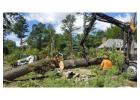 Affordable tree removal service — Residential & Commercial