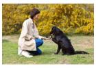 Dog Training In Delhi