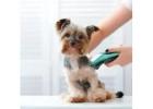 Dog Grooming In Delhi