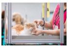 Cat Grooming in Kolkata