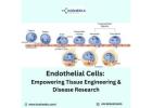 Endothelial Cells: Empowering Tissue Engineering & Disease Research