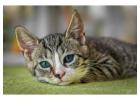Cat on Sale Near me - MyKitten 