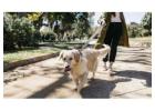 Dog Walking Services in Delhi