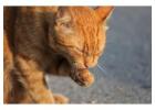 Cat Grooming in Pune
