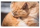 Cat Grooming in Jaipur
