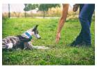 Dog Training In Chennai