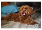 Dog Hostel In Chennai