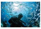 PADI open water Malta