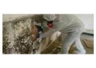 Mold removal services atlanta