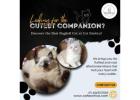 Best Ragdoll Cat in Bangalore | Buy Ragdoll Kittens in Bangalore