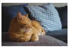 Cat Grooming in Ahmedabad