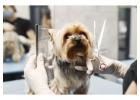 Dog Grooming In Chennai