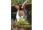 Small Pets Grooming in Bangalore