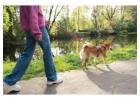 Dog Walking In Chennai