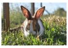 Small Pets Grooming in Delhi