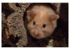Small Pets Grooming in Chennai