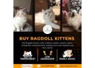 Buy Ragdoll Kittens in Bangalore | Ragdoll Cat Sale in Bangalore