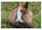 Small Pets Grooming in Noida