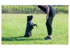 Dog Training In Hyderabad