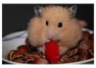 Small Pets Grooming in Hyderabad