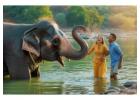 Best Elephant Ride Jaipur Experience for Families and Travelers