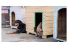 Dog Hostel In Hyderabad