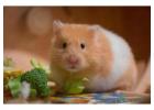 Small Pets Grooming in Pune