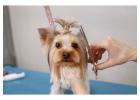 Dog Grooming In Hyderabad