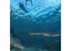   Snorkel with Sharks in Fiji – Thrilling, Safe & Unforgettable Ocean Adventure