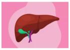 Liver Detox Supplements: Best Natural Support for Healthy Liver: Top Liver Detox Supplement You Need