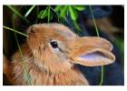 Small Pets Grooming in Kolkata