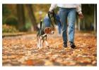 Dog Walking In Hyderabad