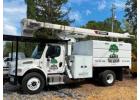 Tree Service in Santa Rosa