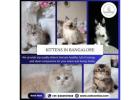 Kittens in Bangalore | Best Cat in Bangalore