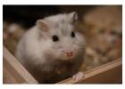 Small Pets Grooming in Mumbai