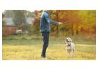 Dog Training In Mumbai