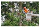 Tree service montgomery county md — Trimming & Tree Health
