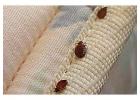 Best Bed Bug Pest control in Vashi- Save Upto 30% 