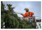 Storm Damage? Call for 24-Hour Emergency Tree Removal