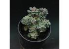 Festive Deals on Succulent Plants Online | Plant Orbit