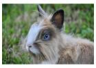 Small Pets Grooming in Ahmedabad