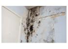 Mold Removal Plattsburgh NY: What You Need to Know