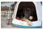 Dog Hostel In Mumbai