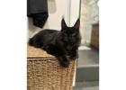 Magical Maine Coon Kittens Await — House of Maine Coons CA