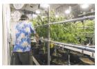 Mobile Vertical Grow Rack System