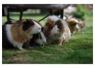 Small Pets Grooming in Jaipur