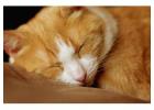 Cat Hostel in Bangalore