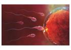 Selecting the Best Fertility Clinic in Dubai