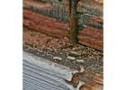 Termite Pest Control Starting Rs.799 - Same Day Service Available